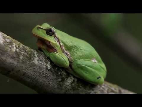 Laubfrosch im Gebüsch u. nachts rufend - Tree frog calling at night