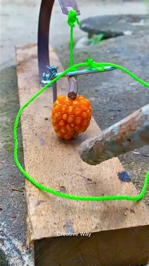 “Primitive Bird Trap”#outdoors #survival #bushcraft