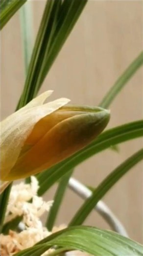 난을 배양하는 12가지 기본중 열한번째