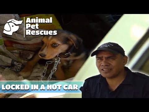 SPCA's Urgent Rescue Mission to Save Puppy Trapped in Hot Car | Full Episode | Animal Pet Rescues