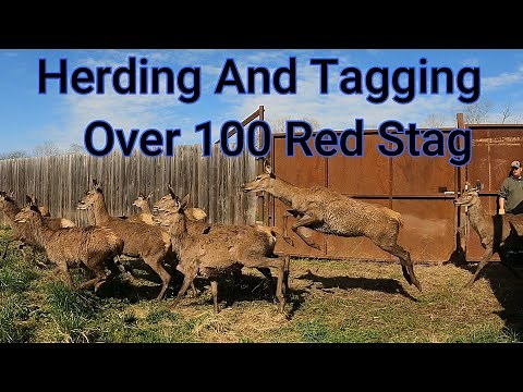 STAMPEDE OF OVER 100 RED STAG! Up Close And Personal Tagging And Herding Huge Red Stag
