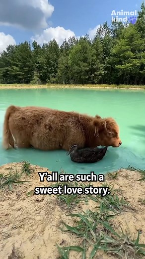 775K views · 28K reactions | This duck refuses to go swimming without his best friend– a mini cow named Dumplin. 閭 ##bestfriends #GoodNews #cuteanimals #cows #ducks | Humankind | Facebook