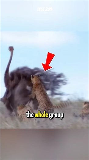 This is how cheetahs take down a giant ostrich. #cheetah #ostrich