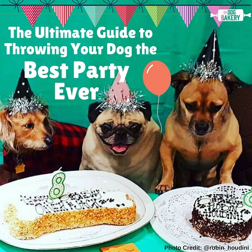 Dog Birthday Ideas- How to Throw a Party for Your Dog- From the Dog Bakery