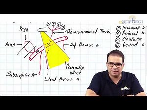 1. Blood Vessels Axillary Artery & Anastomosis Around Scapula