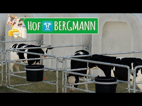LS22 HOF BERGMANN #19: Erste Kälber versorgen | FARMING SIMULATOR 22