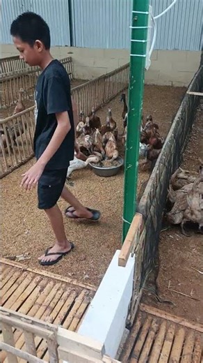 Ternak Bebek Petelur :