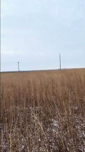 Public land Nebraska Pheasant Hunt! #pheasant #pheasanthunting #huntingdog #birddog #hunting