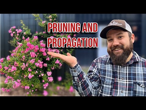 How to PRUNE and PROPAGATE a climbing rose | Peggy Martin Climbing Rose | Rose Care |