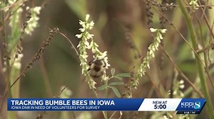 Iowa DNR looking for volunteers to help with bumblebee survey