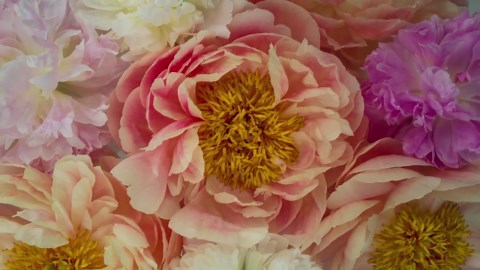 Video timelapse close-up bunga peony yang sedang mekar