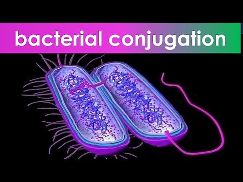 bacterial conjugation Hfr to F+ - Animation