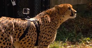 Watch This Cheetah Run at Full Speed with a GoPro on Its Back