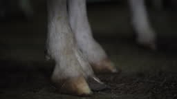Close-up goat hoof standing indoors in darkness. Leg of...