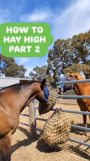 Part 2 // HAY HIGH how to! I use hay nets to vary the height of my horse's foraging and to positively impact on their incidental exercise. More often than not, their hay is provided in a tub on the ground. That said, my endurance horses need as much musculoskeletal, symmetrical development as possible. So it's variable feeding positions for them. Of course, the application of the hay high technique should be customised according to the specific needs of each equine. For those who haven't read th