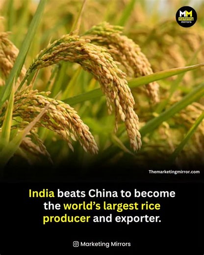 India has officially overtaken China to become the world’s largest rice producer, driven by widespread cultivation across major agricultural regions, improved irrigation coverage, better seed varieties, and strong farmer participation. The country produced around 150 million tonnes of rice in 2024-25, accounting for nearly 28% of global rice output, and India’s rice exports are also rising, projected to grow by over 10% in the current fiscal year, with strong demand from countries across Asia, A