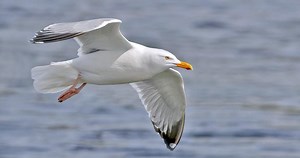 American Herring Gull Overview, All About Birds, Cornell Lab of Ornithology