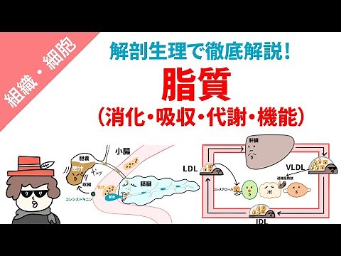 脂質（消化・吸収・代謝・機能）をまとめてイラスト解説