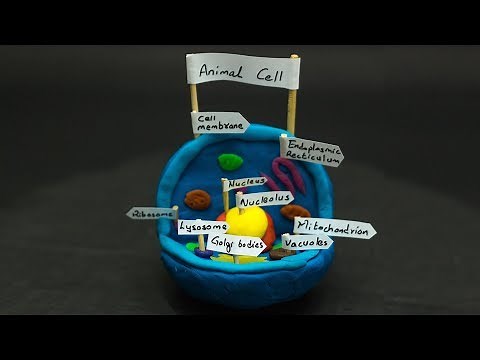 Science Experiments For School | Animal Cell Model