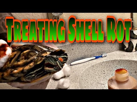 Treating SHELL ROT on my RED EAR SLIDERS!!!