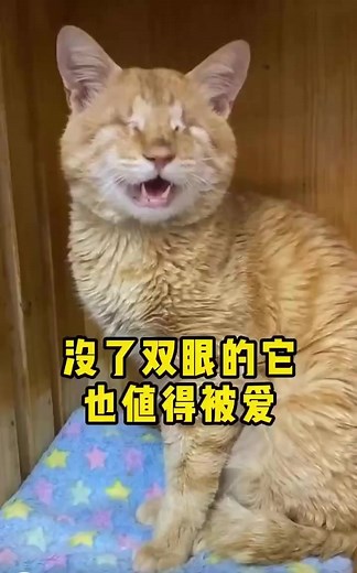 Aging Orange Tabby Cat: Life in Cozy and Wild Settings