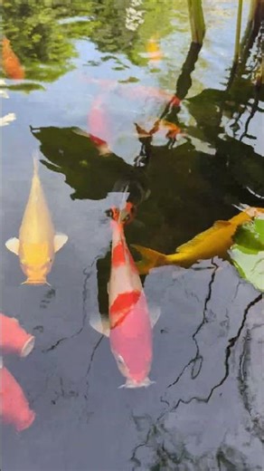 Koi Pond ASMR 🌊 Fish Sounds for Relaxation #koi #koifish #shorts