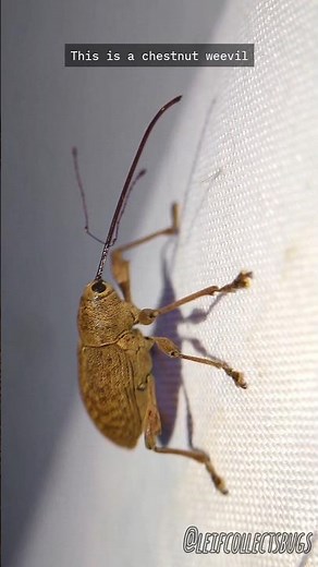 HAPPY WEEVIL WEDNESDAY (Featuring my local specimens)