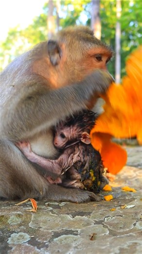Mom Jinx Eating Mango