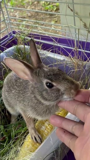 Eastern cottontail rabbit