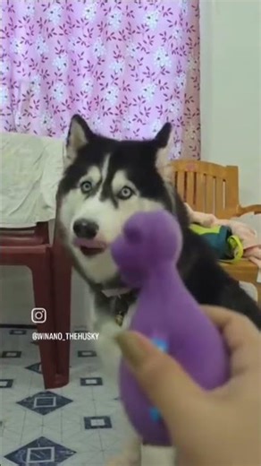 my husky howling compilation....to funny 😂