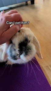 184K views · 2.8K reactions | Some people say certain bunnies cuddle and others don’t—it’s just their personality. But the truth is, you can develop this kind of bond with a rabbit. I’ve done it with many. | Rabbit Pals | Facebook
