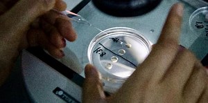 Promising assisted reproductive technologies come with ethical, legal and social challenges – a developmental biologist and a bioethicist discuss IVF, abortion and the mice with two dads