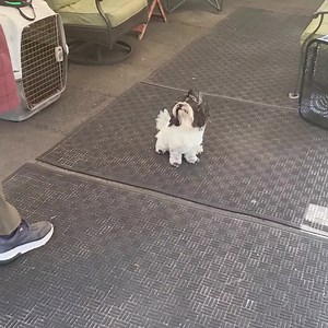 ServiceDogs4Servicemen.org Service Dog Training with Carmen. #DogTraining #ServiceDog #DoyleServiceDogs | Daniel De La Rosa - Dogs