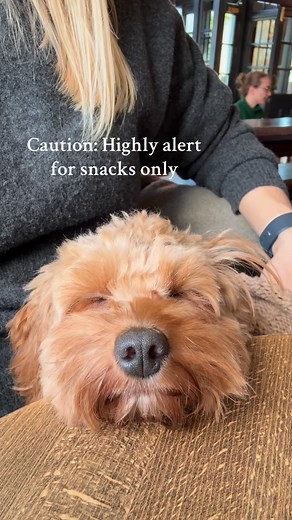 She can nap anywhere, regardless of the noise but when a roast dinner comes passed the table she’s awake 👀 #cavapoochon #pubdog #pubdogs #dogsofinstagram | Milne and Mutt Dog Training