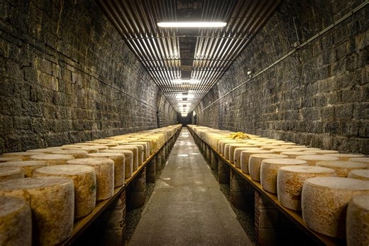 Cheese caves: Scientists monitor mold color for flavor innovation opportunities
