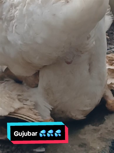 Understanding Muscovy Ducks and Their Habitats