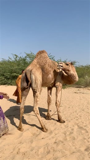 جمل غاضب يرفض حمل الفتاة في الصحراء #shortsfeed