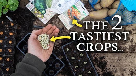 What to Sow in March (That You Can EAT!)