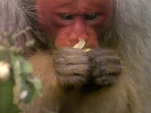 National Geographic—Amazon: Land of the Flooded Forest (1991)