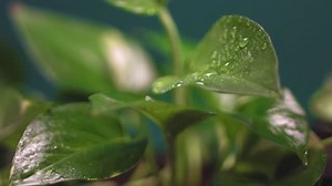 Free Relaxing Nature Videos: 4K & HD | No Watermark | Download Now