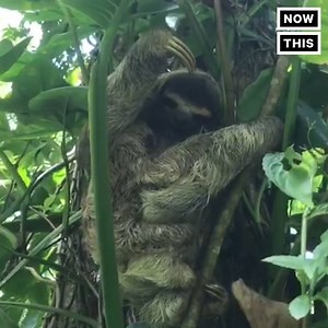1.4M views · 2K reactions | This rescue center found a creative way to reunite a lost baby sloth with its mother | NowThis | Facebook