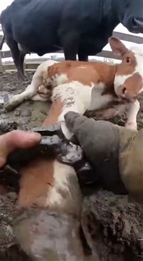 Hands Prying Clamp in a Tight Muddy Cattle Pen