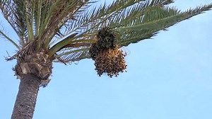 clip-1110890013-palm-tree-date-bunch-hanging-middle-shot