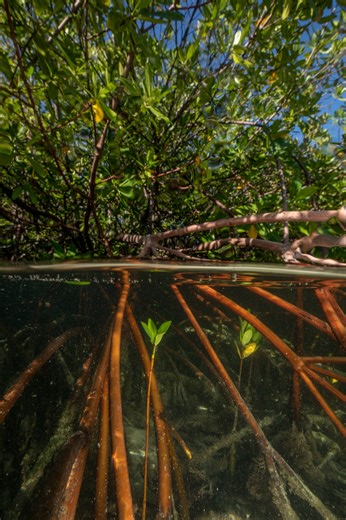 47K views · 1.5K reactions | Mangroves are the only trees in the...