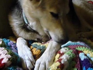 ASMR dog self-grooming 5