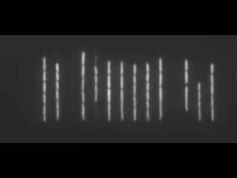 Robust growth of E. coli in the "mother machine"