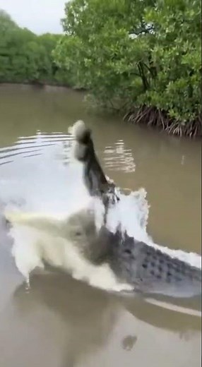 Crocodile Attacks Shark in Front of Fishermen — Insane Real Footage #shark