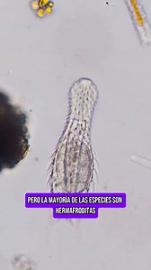 Gastrotricha Bajo El Microscopio 🔬 #biologiadesdecero #microscopio #microorganismos | Biología Desde Cero