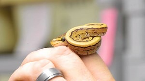 199K views · 5.4K reactions | These two Ball python are not identical, but still hatch out of the same egg! #twins #ballpythons #snakeeggs | Brian Barczyk | Facebook