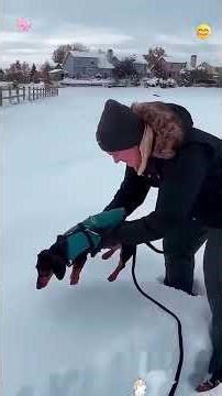 Christmas Snow Dogs ❄️ Winter Dogs Loving Snow | Cute And Cozy Compilation